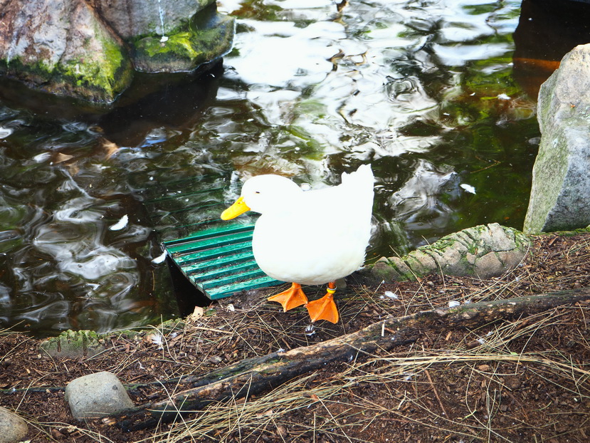 OLYMPUS DIGITAL CAMERA